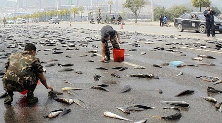 ‘Piovono’ pesci e nessuno sa spiegare il motivo: ecco cosa sta accadendo nella città di Yoro