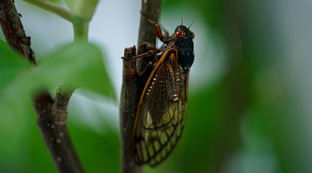 Insekten in den USA: Wenn Milliarden Zikaden gleichzeitig aus ihren Tunneln kriechen