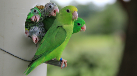 These parrots kill or adopt each others chicks