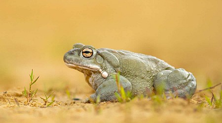 Psychedelic toxins from toads could treat depression and anxiety