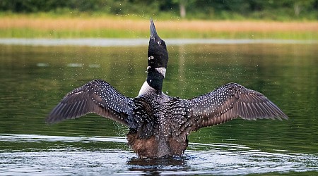 Wildlife On a Maine Pond: Ethical Wildlife Photography