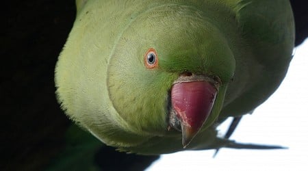 Resident perceptions of the ring-necked parakeet in the UK
