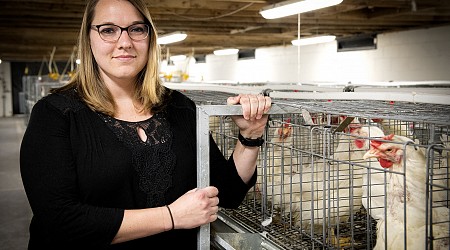 Researchers uncover what makes some chickens more water-efficient than others