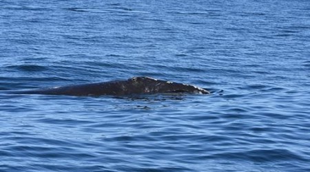 Shelagh, female right whale entangled in fishing gear in Canada