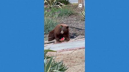 WATCH: Bear treats itself to watermelon from California family's fridge