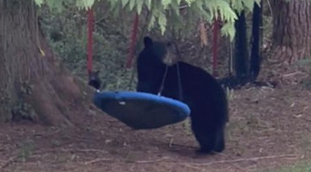 WATCH: Mama bear chills on swing in British Columbia backyard