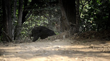 Bear Drags Crash Victim From Wreckage After Car Crashes Into Woods