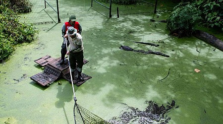 Le Costa Rica ferme ses deux derniers zoos d’Etat, 300 animaux transférés dans les refuges