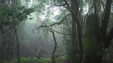 Parece la selva de Costa Rica, pero está en España. Esta isla de Canarias esconde un paraíso tropical Patrimonio de la Humanidad