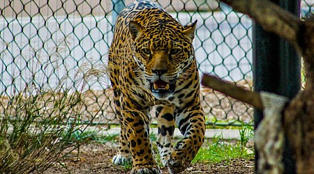 ¿Por qué Costa Rica ya no quiere animales en los zoológicos?