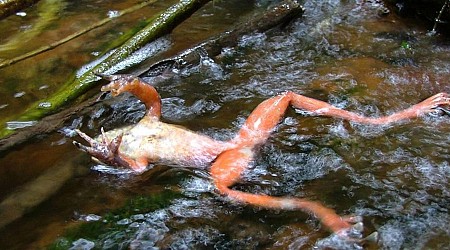 Hope Lives On For The Near-Extinct ‘Jambato Frog’—But Not For Its 2 Close Cousins