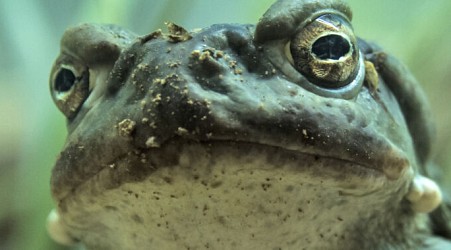 Chemical tweaks to a toad hallucinogen turns it into a potential drug