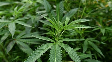 Scientists welcome new rules on marijuana, but research will still face obstacles