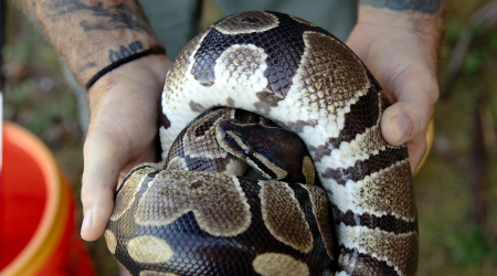 Massive invasive snakes are on the loose and spreading in Puerto Rico