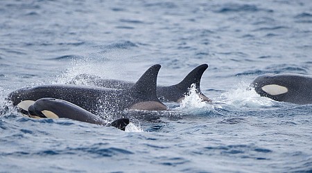 Boats still aren't safe from orcas as the Mediterranean yachting season kicks off and killer whales sink another yacht