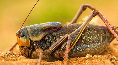 Mormon cricket 'sludge' causes crashes in Nevada