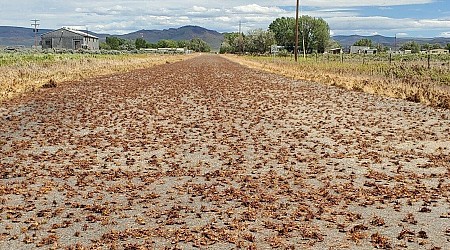 Incidenti stradali a catena per le invasioni di cicale e grilli mormoni. È terrore in Nevada