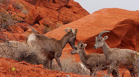 Nature: Big horn sheep in Nevada