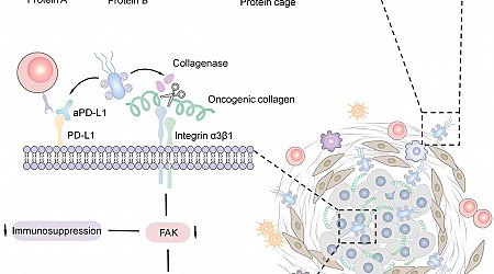 Nano-drugs hitching a ride on bacteria could help treat pancreatic cancer