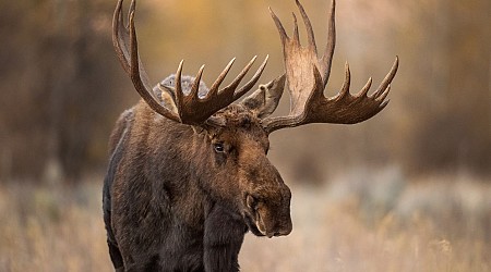 Man killed by moose while taking pictures of newborn calves