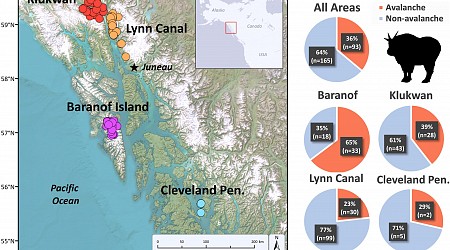 Researchers determine large numbers of wild mountain goats are killed every year by avalanches