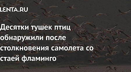 Десятки тушек птиц обнаружили после столкновения самолета со стаей фламинго