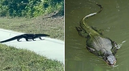 I thought a Florida alligator was walking near me and my daughter on the road - what it actually was shocked me