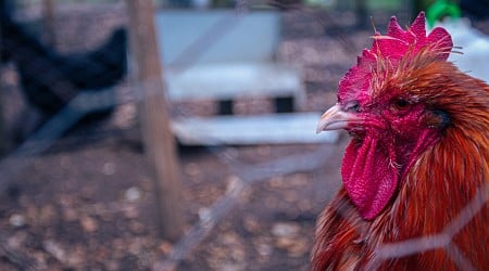 US has worst bird flu outbreak in two years at Iowa egg farm