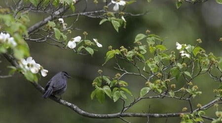 Bird watching in New Hampshire? There’s a new resource for that.