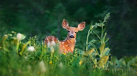 15 Fun Facts About Deer