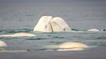 Belugas Flirt and Fight by Morphing Their Squishy Forehead