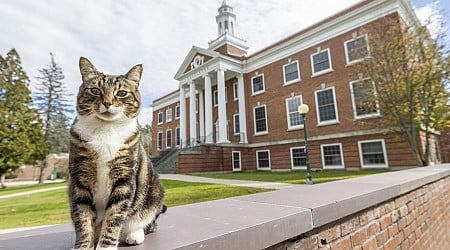 College awards popular campus cat with honorary "doctor of litter-ature" degree