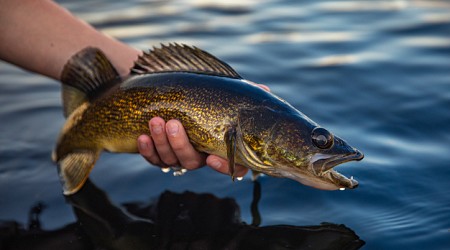 See this fish at Strawberry Reservoir? Kill and report it, say officials