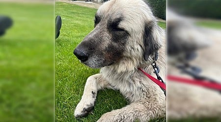 Over the hills and 100 km away, dog ‘flees’ U.S. and is captured in Penticton