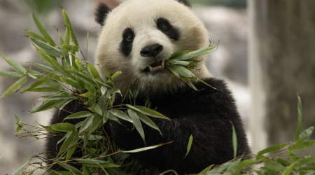 2 new giant pandas are returning to Washington's National Zoo from China