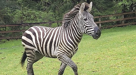 Zebra remains on the loose in Washington state, officials close trailheads