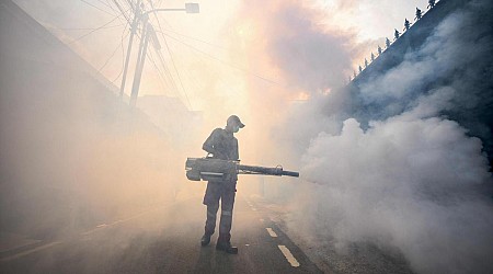 Der Kampf gegen das Dengue-Fieber beginnt bei den Mücken