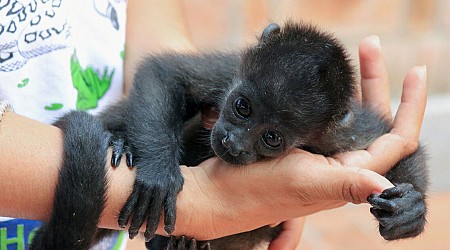 Au Mexique, des singes hurleurs tombent «comme des pommes» et meurent à cause de la canicule.