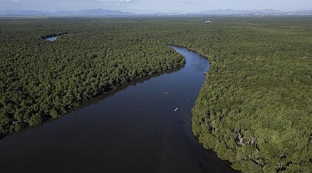 Rio de Janeiro bay reforestation shows mangroves' power to mitigate climate disasters