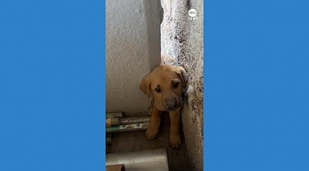 WATCH: Man rescues puppy stuck between walls