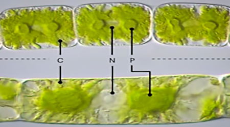 'Genetic programs' allowed the ancestor of all plants to conquer dry land