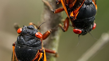 A rare burst of billions of cicadas will rewire our ecosystems for years to come