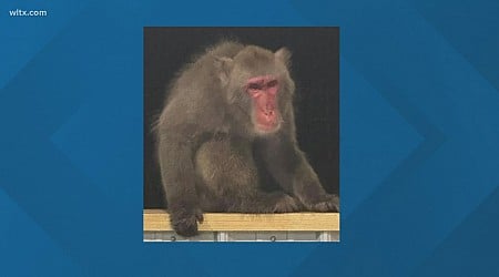 Bradley the South Carolina monkey is dead