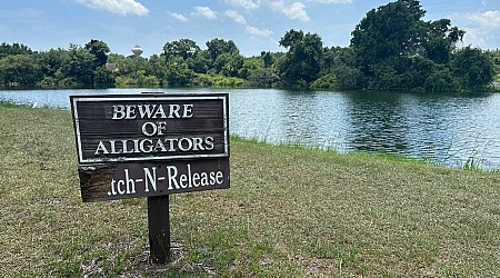 The Hilton Head area has had 7 alligator attacks in 6 years. Here are the details