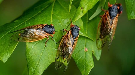 Historische Insektenplage – Sheriff muss besorgte Bürger beruhigen