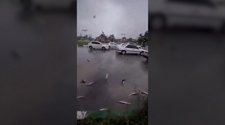 Lluvia de peces en Irán: ¿cómo se produce este extraño fenómeno?