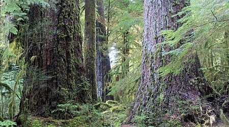 Valley of the Giants, home to some of Oregon’s largest trees, closed by huge debris flow