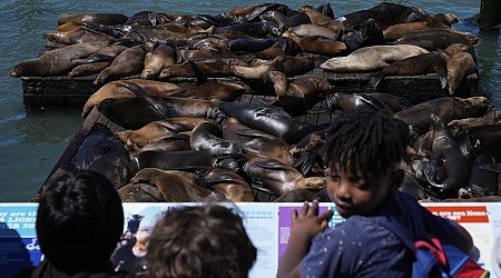 An anchovy feast draws a crush of sea lions to one of San Francisco's piers, the most in 15 years