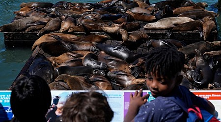 An Anchovy Feast Draws a Crush of Sea Lions to One of San Francisco’s Piers, the Most in 15 Years