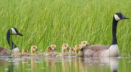 Wildlife on a Maine Pond: Micro Four Thirds Makes Photographing Baby Birds Safer and Easier